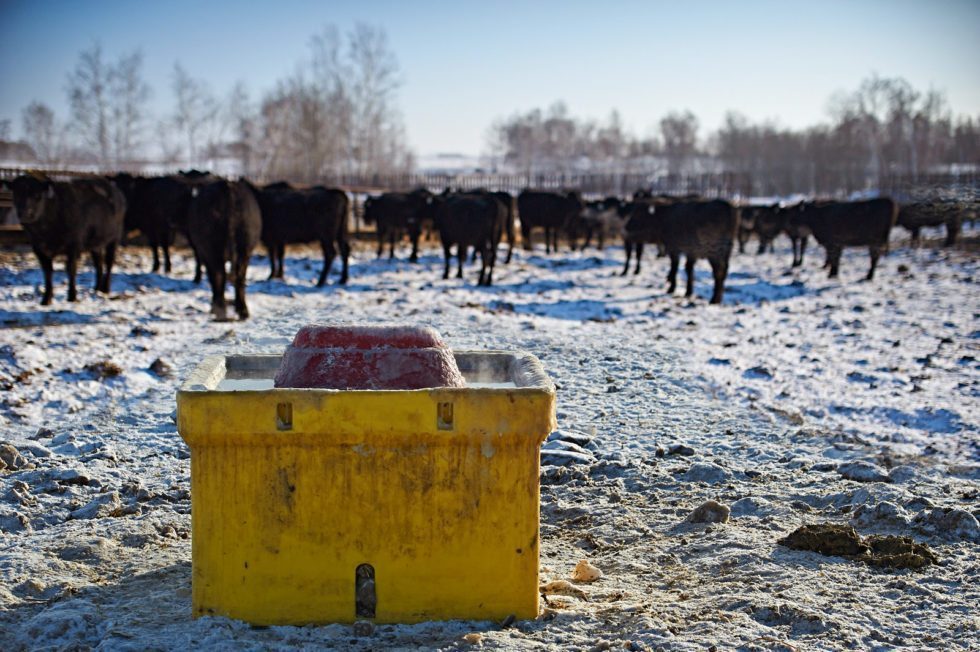 ritchie ritchie watering bowl in winter by cows